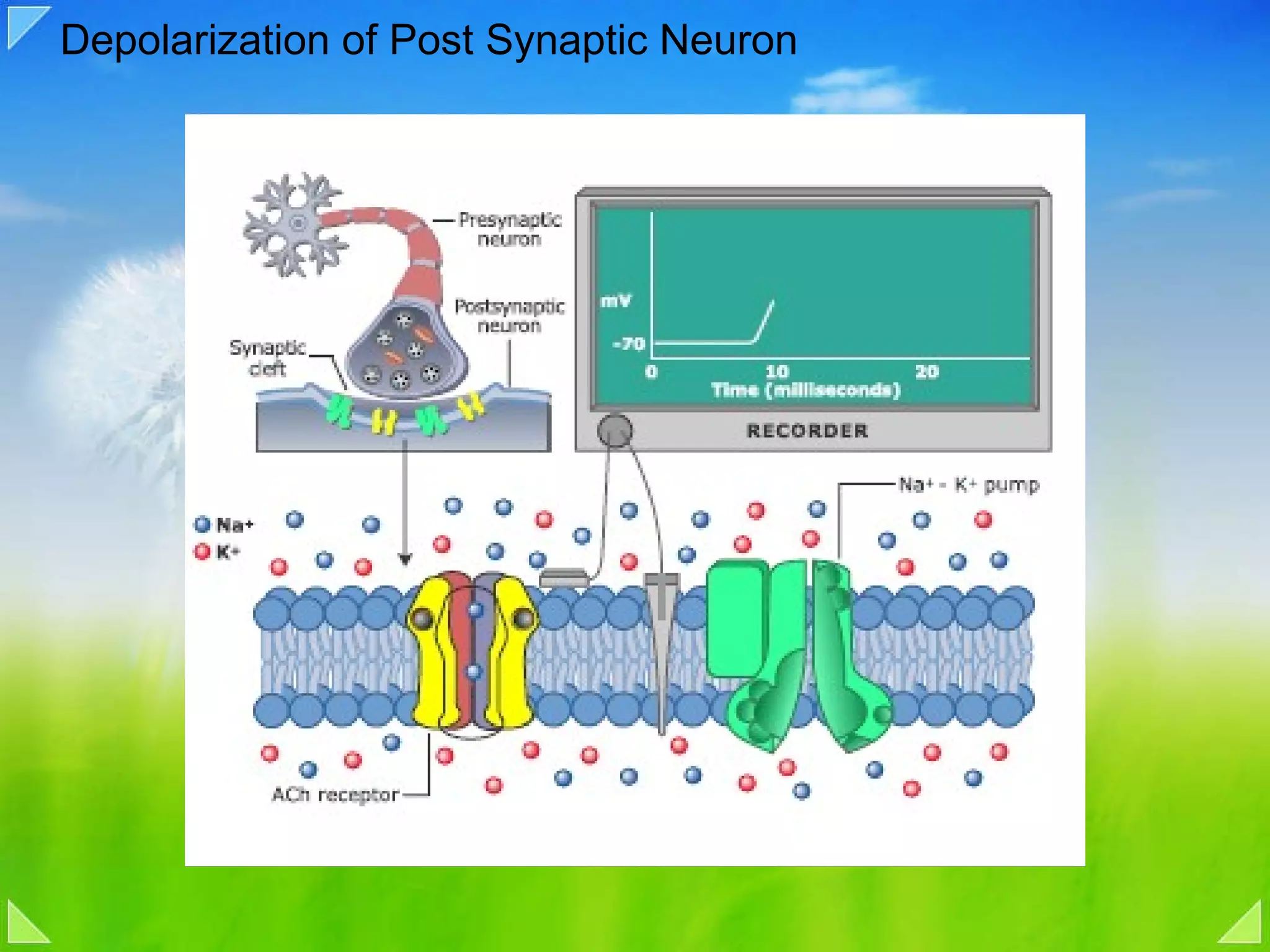 Depolarization of Post Synaptic Neuron 