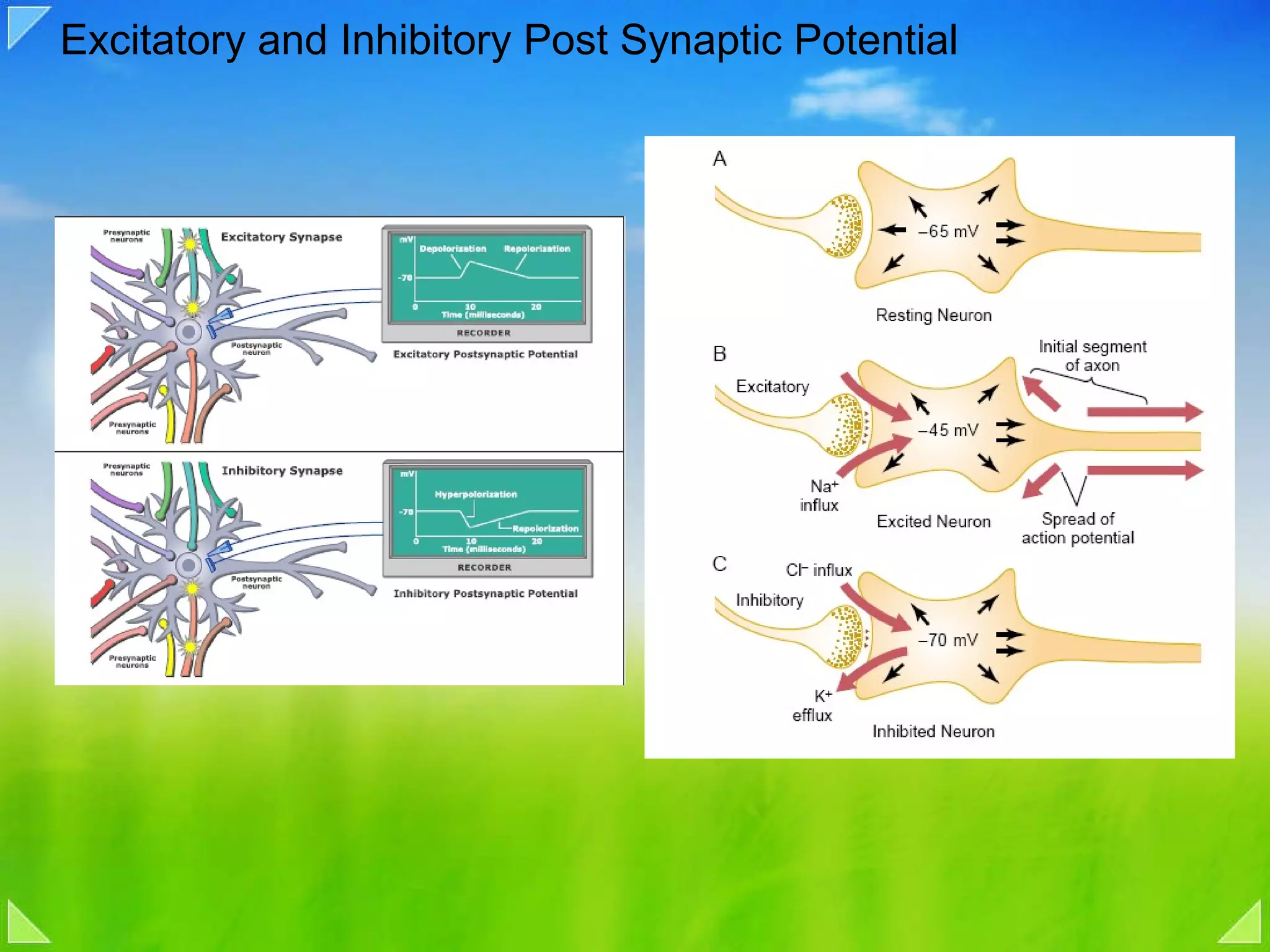 Excitatory and Inhibitory Post Synaptic Potential 