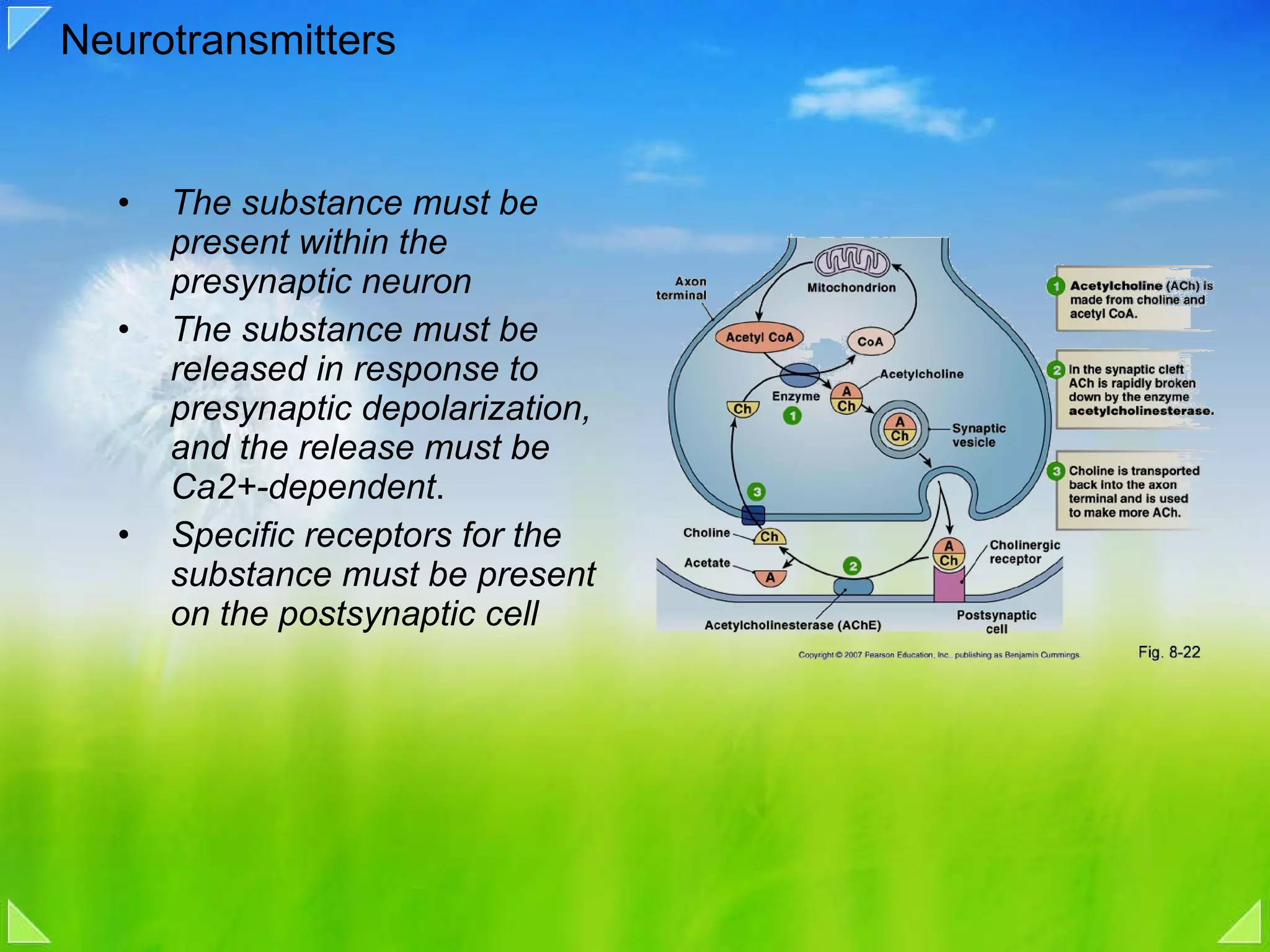 Neurotransmitters  The substance must be present within the presynaptic neuron The substance must be released in response to presynaptic depolarization, and the release must be Ca2+-dependent . Specific receptors for the substance must be present on the postsynaptic cell 