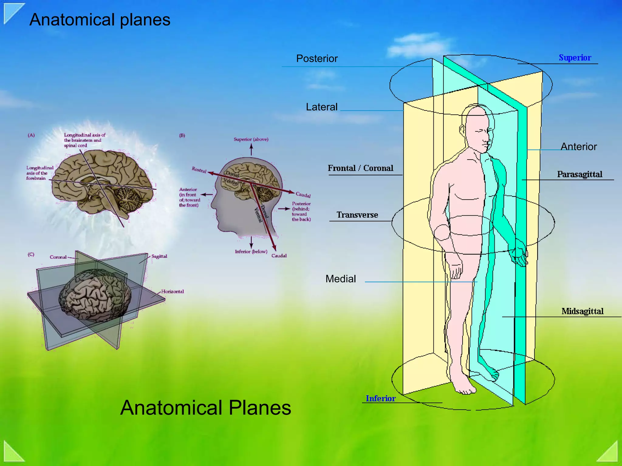 Anatomical planes Anterior Posterior Lateral Medial Anatomical Planes 