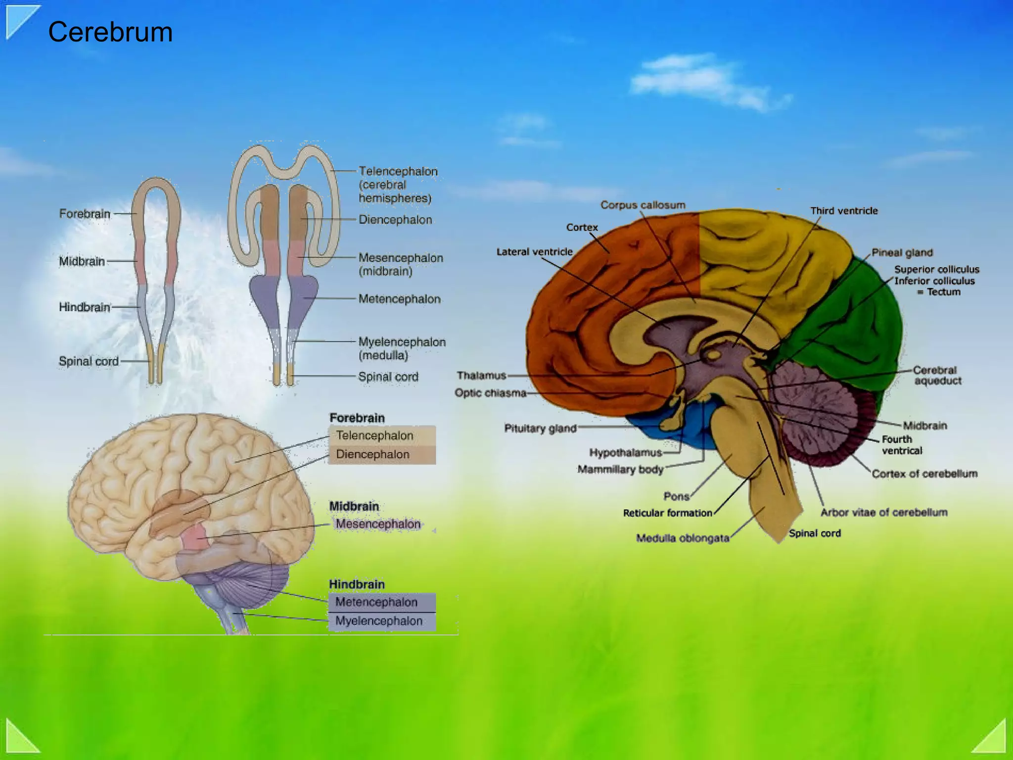Cerebrum  
