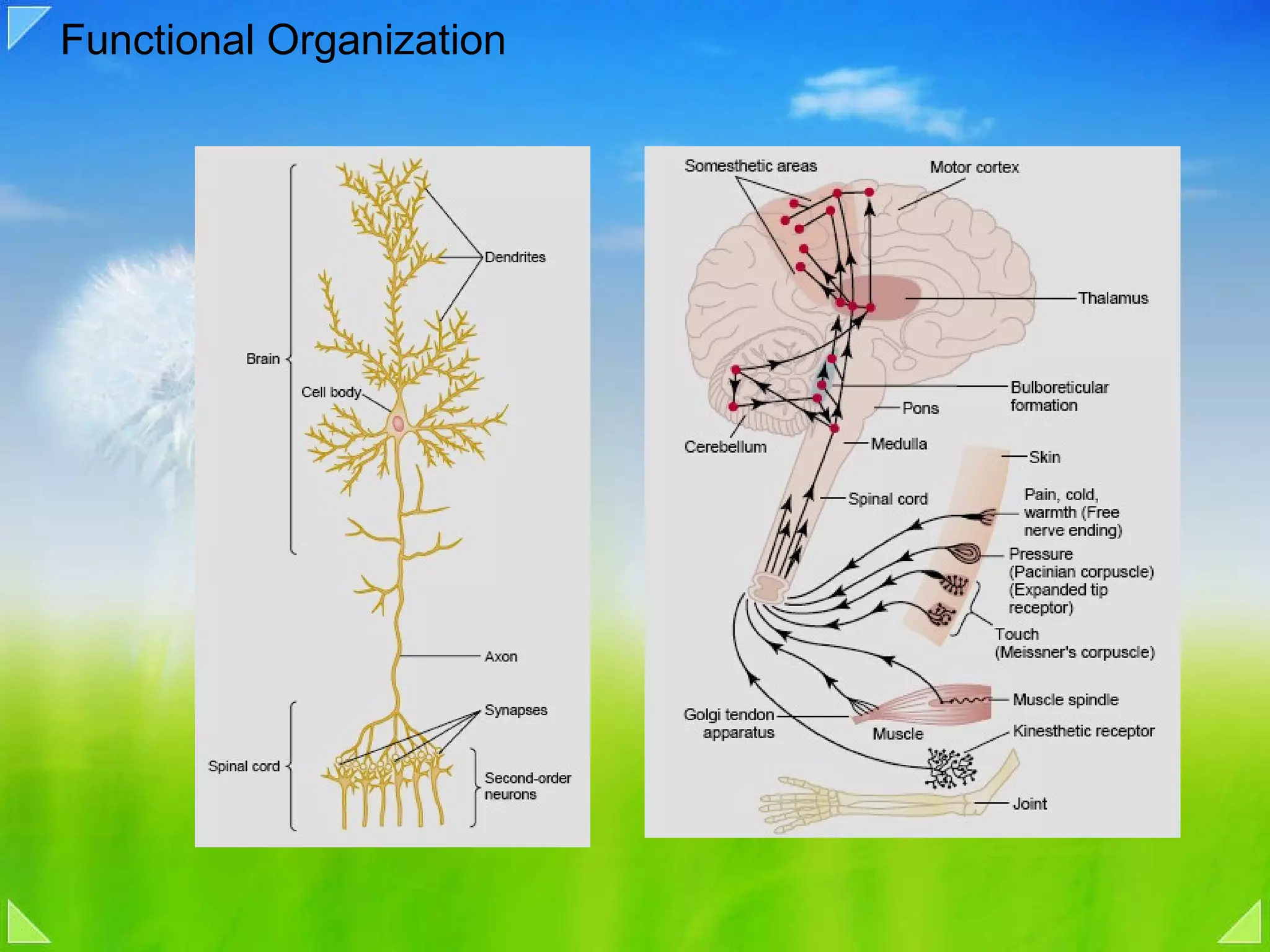 Functional Organization  
