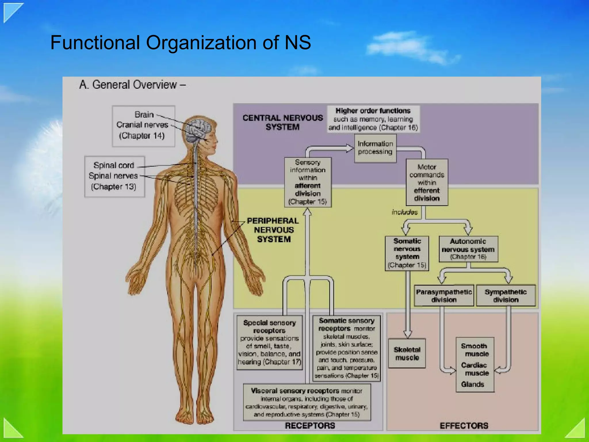 Functional Organization of NS 