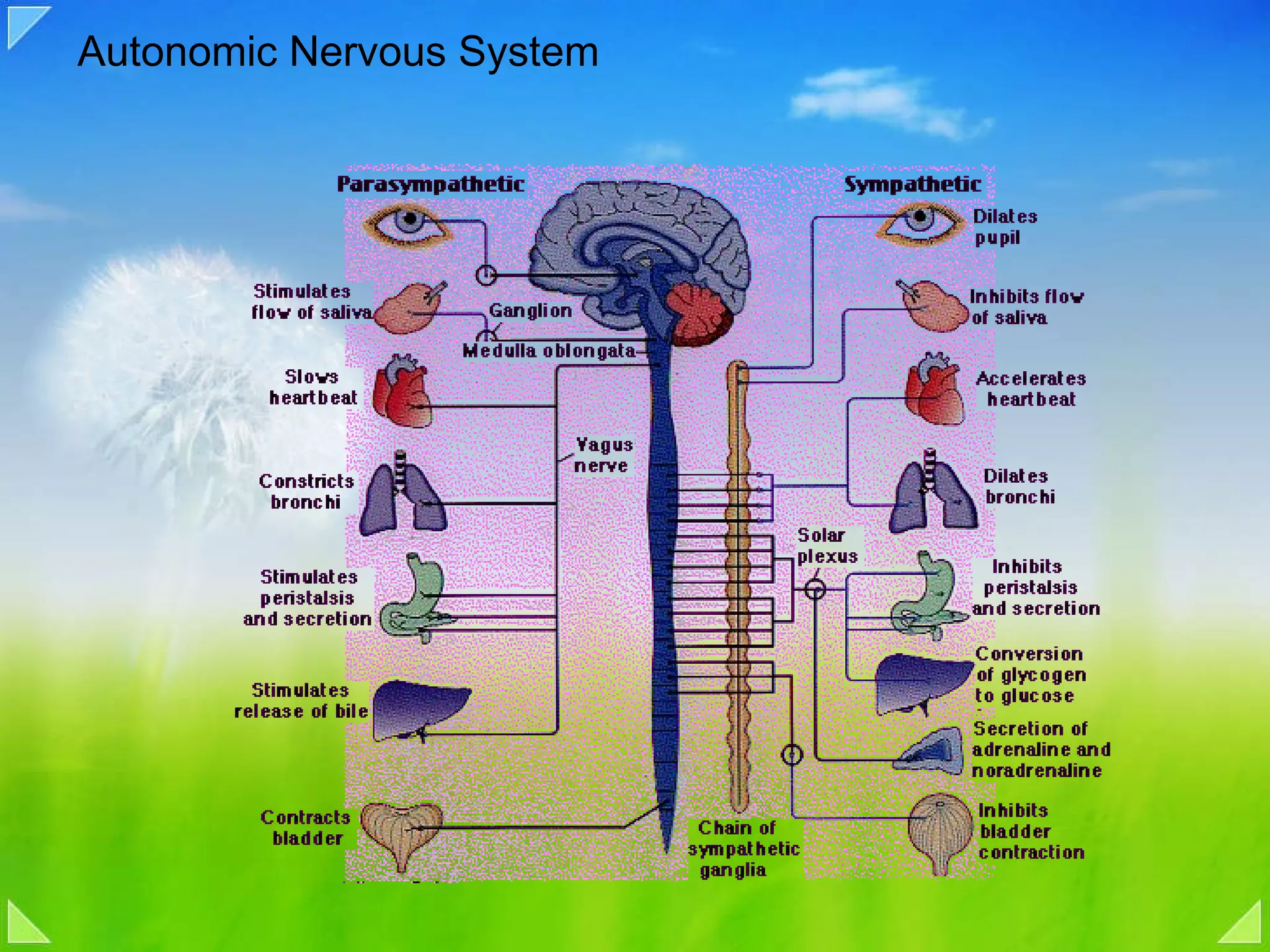 Autonomic Nervous System 
