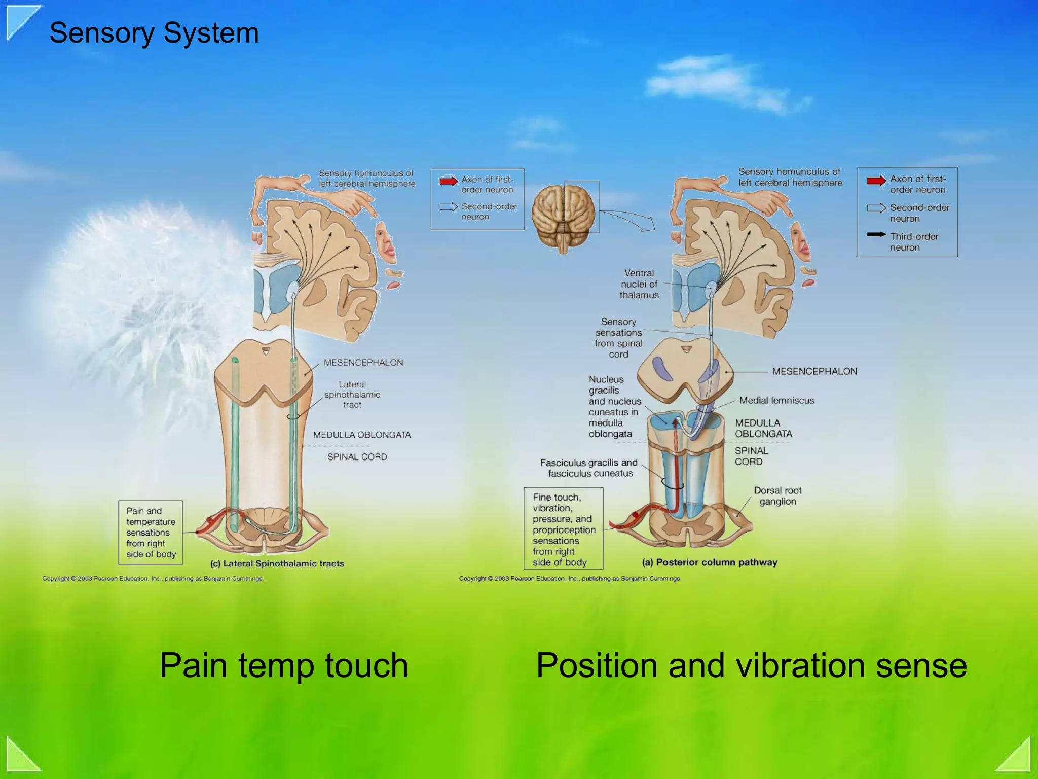 Sensory System Pain temp touch Position and vibration sense 