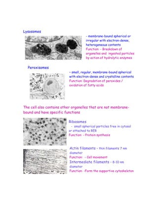 Lysosomes
                                      - membrane-bound spherical or
                                      irregular with electron-dense,
                                      heterogeneous contents
                                      Function: - Breakdown of
                                      organelles and ingested particles
                                      by action of hydrolytic enzymes


  Peroxisomes
                          – small, regular, membrane-bound spherical
                          with electron-dense and crystalline contents
                          Function: Degradation of peroxides /
                          oxidation of fatty acids




The cell also contains other organelles that are not membrane-
bound and have specific functions

                          Ribosomes
                           - small spherical particles free in cytosol
                          or attached to RER
                          Function: - Protein synthesis



                           Actin filaments – thin filaments 7 nm
                           diameter
                           Function: - Cell movement
                           Intermediate filaments – 8-10 nm
                           diameter
                           Function: -Form the supportive cytoskeleton
 