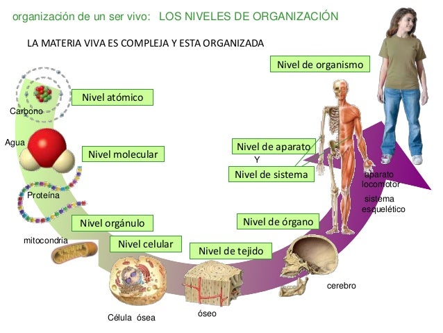 01 Composición de los seres vivos