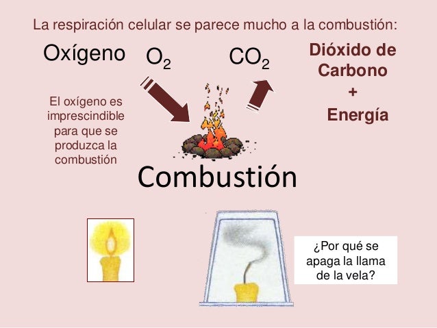 01 Composición de los seres vivos
