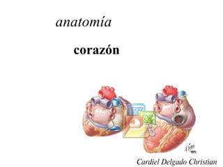 anatomía corazón Cardiel Delgado Christian 