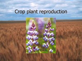 Crop plant reproduction




                          ALBIO9700/2006JK
 