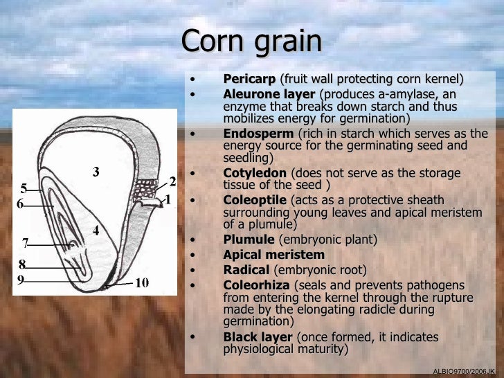 01 Crop Plant Reproduction