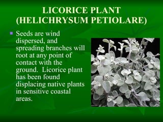 LICORICE PLANT (HELICHRYSUM PETIOLARE) Seeds are wind dispersed, and spreading branches will root at any point of contact with the ground.  Licorice plant has been found displacing native plants in sensitive coastal areas. 