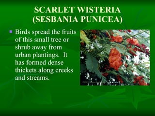 SCARLET WISTERIA (SESBANIA PUNICEA) Birds spread the fruits of this small tree or shrub away from urban plantings.  It has formed dense thickets along creeks and streams. 