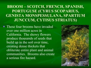 BROOM – SCOTCH, FRENCH, SPANISH, PORTUGUSE (CYRUS SCOPARIUS, GENISTA MONSPESSULANA, SPARTIUM JUNCCUM, CYTISUS STRIATUS) These four brooms have invaded over one million acres in California.  The showy flowers produce thousands of seeds that build up in the soil over time, creating dense thickets that obliterate entire plant and animal communities.  Brooms also create a serious fire hazard. 
