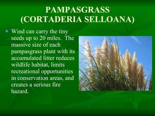 PAMPASGRASS (CORTADERIA SELLOANA) Wind can carry the tiny seeds up to 20 miles.  The massive size of each pampasgrass plant with its accumulated litter reduces wildlife habitat, limits recreational opportunities in conservation areas, and creates a serious fire hazard. 