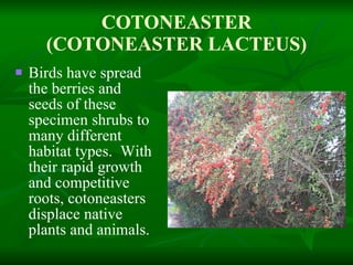 COTONEASTER (COTONEASTER LACTEUS) Birds have spread the berries and seeds of these specimen shrubs to many different habitat types.  With their rapid growth and competitive roots, cotoneasters displace native plants and animals. 