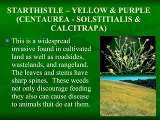 STARTHISTLE – YELLOW & PURPLE (CENTAUREA - SOLSTITIALIS & CALCITRAPA) This is a widespread invasive found in cultivated land as well as roadsides, wastelands, and rangeland.  The leaves and stems have sharp spines.  These weeds not only discourage feeding they also can cause disease to animals that do eat them. 