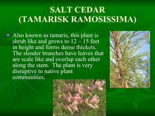 SALT CEDAR (TAMARISK RAMOSISSIMA) Also known as tamaris, this plant is shrub like and grows to 12 – 15 feet in height and forms dense thickets.  The slender branches have leaves that are scale like and overlap each other along the stem.  The plant is very disruptive to native plant communities. 