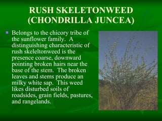 RUSH SKELETONWEED (CHONDRILLA JUNCEA) Belongs to the chicory tribe of the sunflower family.  A distinguishing characteristic of rush skeleltonweed is the presence coarse, downward pointing broken hairs near the base of the stem.  The broken leaves and stems produce an milky white sap.  This weed likes disturbed soils of roadsides, grain fields, pastures, and rangelands. 