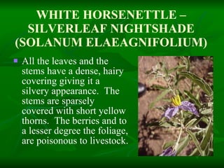 WHITE HORSENETTLE – SILVERLEAF NIGHTSHADE (SOLANUM ELAEAGNIFOLIUM) All the leaves and the stems have a dense, hairy covering giving it a silvery appearance.  The stems are sparsely covered with short yellow thorns.  The berries and to a lesser degree the foliage, are poisonous to livestock. 