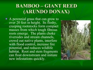 BAMBOO – GIANT REED (ARUNDO DONAX) A perennial grass that can grow to over 20 feet in height.  Its fleshy, creeping rootstocks form compact masses from which tough fibrous roots emerge.  The plants choke riversides and stream channels, crowd out native plants, interfere with flood control, increase fire potential, and reduces wildlife habitat.  Root and stem fragments can float downstream and initiate new infestations quickly. 