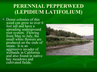 PERENNIAL PEPPERWEED (LEPIDIUM LATIFOLIUM) Dense colonies of this weed can grow to over 6 feet tall and have a spreading underground root system.  Flowing from May to July, the small white flowers are produced on the ends of stems.  It is an aggressive invader of wetlands in California and also found in native hay meadows and cultivated fields. 