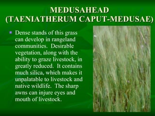 MEDUSAHEAD (TAENIATHERUM CAPUT-MEDUSAE ) Dense stands of this grass can develop in rangeland communities.  Desirable vegetation, along with the ability to graze livestock, in greatly reduced.  It contains much silica, which makes it unpalatable to livestock and native wildlife.  The sharp awns can injure eyes and mouth of livestock. 