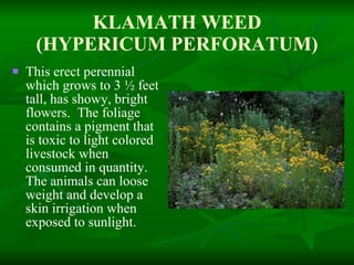 KLAMATH WEED (HYPERICUM PERFORATUM) This erect perennial which grows to 3 ½ feet tall, has showy, bright flowers.  The foliage contains a pigment that is toxic to light colored livestock when consumed in quantity.  The animals can loose weight and develop a skin irrigation when exposed to sunlight. 