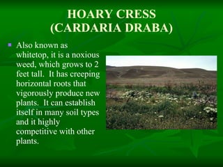 HOARY CRESS (CARDARIA DRABA) Also known as whitetop, it is a noxious weed, which grows to 2 feet tall.  It has creeping horizontal roots that vigorously produce new plants.  It can establish itself in many soil types and it highly competitive with other plants. 