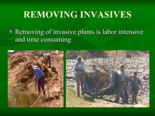 REMOVING INVASIVES Removing of invasive plants is labor intensive and time consuming 