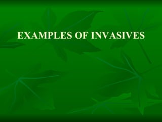 EXAMPLES OF INVASIVES 