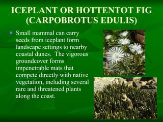 ICEPLANT OR HOTTENTOT FIG (CARPOBROTUS EDULIS) Small mammal can carry seeds from iceplant form landscape settings to nearby coastal dunes.  The vigorous groundcover forms impenetrable mats that compete directly with native vegetation, including several rare and threatened plants along the coast.  
