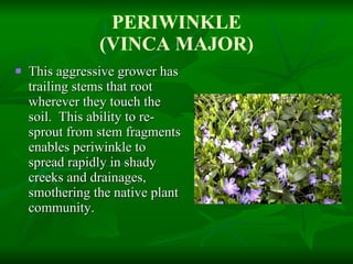 PERIWINKLE (VINCA MAJOR) This aggressive grower has trailing stems that root wherever they touch the soil.  This ability to re-sprout from stem fragments enables periwinkle to spread rapidly in shady creeks and drainages, smothering the native plant community.  