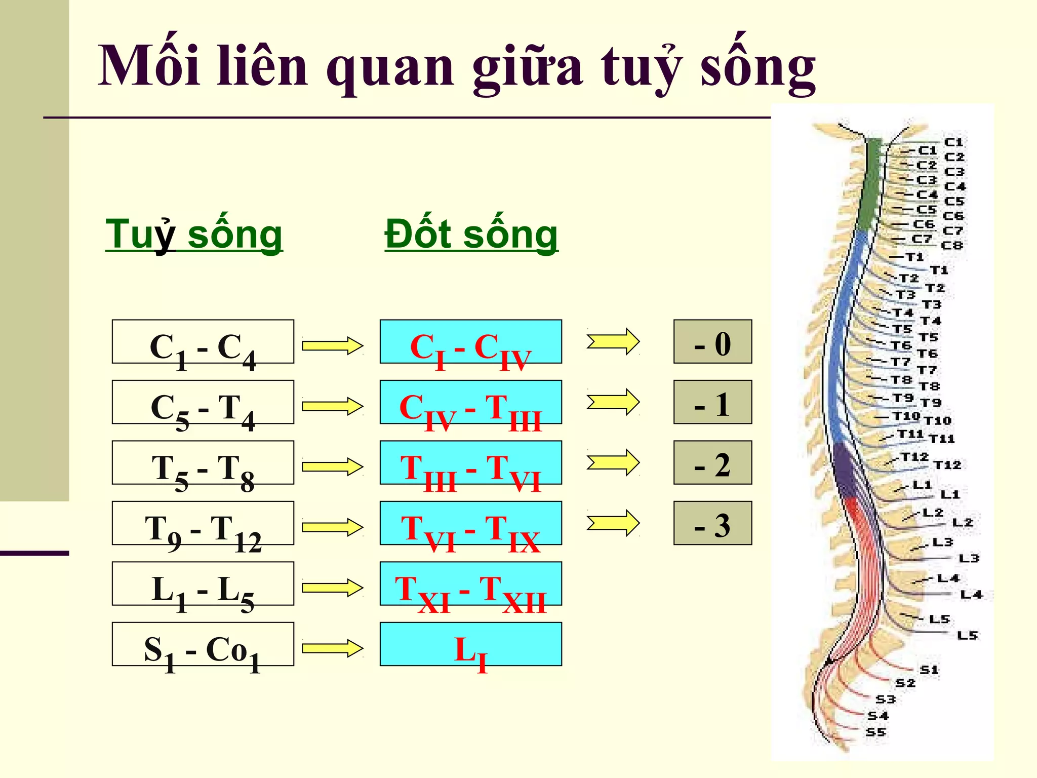 đại cương hệ thần kinh; giải phẫu tuỷ sống, | PPT