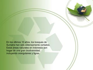 En los últimos 10 años, los bosques de
Sumatra han sido extensamente cortados.
Estas áreas naturales en Indonesia son
hogar de una gran biodiversidad,
incluyendo orangutanes y tigres.
 