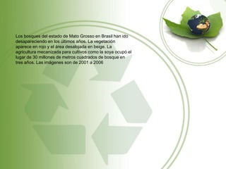 Los bosques del estado de Mato Grosso en Brasil han ido
desapareciendo en los últimos años. La vegetación
aparece en rojo y el área desalojada en beige. La
agricultura mecanizada para cultivos como la soya ocupó el
lugar de 30 millones de metros cuadrados de bosque en
tres años. Las imágenes son de 2001 a 2006
 