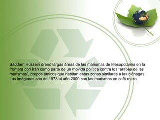 Saddam Hussein drenó largas áreas de las marismas de Mesopotamia en la
frontera con Irán como parte de un movida política contra los “árabes de las
marismas”, grupos étnicos que habitan estas zonas similares a las ciénagas.
Las imágenes son de 1973 al año 2000 con las marismas en café rojizo.
 