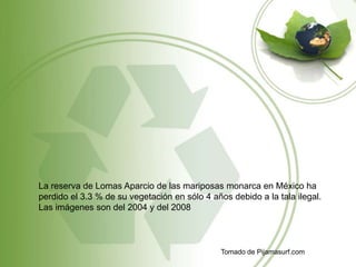 La reserva de Lomas Aparcio de las mariposas monarca en México ha
perdido el 3.3 % de su vegetación en sólo 4 años debido a la tala ilegal.
Las imágenes son del 2004 y del 2008
Tomado de Pijamasurf.com
 