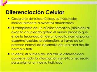 Diferenciación Celular
   Cada uno de estos núcleos es inyectados
    individualmente a ovocitos anucleados.
   El trans...