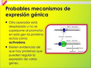 Probables mecanismos de
expresión génica
   A estas proteínas se las
    ha llamado proteínas
    reguladoras maestras.
...