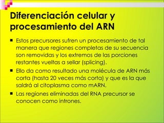 Diferenciación celular y
procesamiento del ARN
   Un mismo ARN precursor puede ser procesado de
    dos o más maneras, lo...