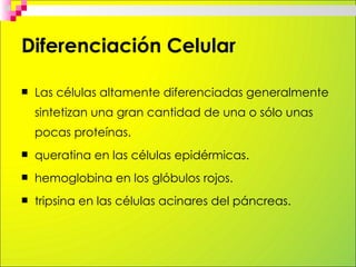 Diferenciación Celular

   Las células altamente diferenciadas generalmente
    sintetizan una gran cantidad de una o sól...