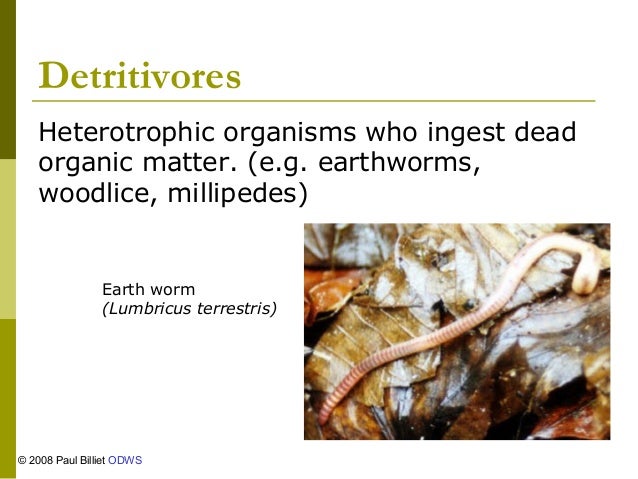 heterotrophic organisms
