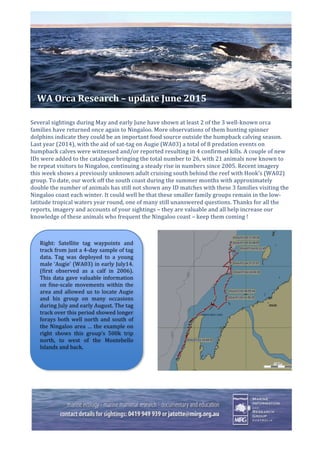  
	
  
	
  
	
  
	
  
	
  
	
  
	
  
	
  	
  	
  	
  WA	
  Orca	
  Research	
  –	
  update	
  June	
  2015	
  
	
  
	
  
Several	
  sightings	
  during	
  May	
  and	
  early	
  June	
  have	
  shown	
  at	
  least	
  2	
  of	
  the	
  3	
  well-­‐known	
  orca	
  
families	
  have	
  returned	
  once	
  again	
  to	
  Ningaloo.	
  More	
  observations	
  of	
  them	
  hunting	
  spinner	
  
dolphins	
  indicate	
  they	
  could	
  be	
  an	
  important	
  food	
  source	
  outside	
  the	
  humpback	
  calving	
  season.	
  
Last	
  year	
  (2014),	
  with	
  the	
  aid	
  of	
  sat-­‐tag	
  on	
  Augie	
  (WA03)	
  a	
  total	
  of	
  8	
  predation	
  events	
  on	
  
humpback	
  calves	
  were	
  witnessed	
  and/or	
  reported	
  resulting	
  in	
  4	
  confirmed	
  kills.	
  A	
  couple	
  of	
  new	
  
IDs	
  were	
  added	
  to	
  the	
  catalogue	
  bringing	
  the	
  total	
  number	
  to	
  26,	
  with	
  21	
  animals	
  now	
  known	
  to	
  
be	
  repeat	
  visitors	
  to	
  Ningaloo,	
  continuing	
  a	
  steady	
  rise	
  in	
  numbers	
  since	
  2005.	
  Recent	
  imagery	
  
this	
  week	
  shows	
  a	
  previously	
  unknown	
  adult	
  cruising	
  south	
  behind	
  the	
  reef	
  with	
  Hook’s	
  (WA02)	
  
group.	
  To	
  date,	
  our	
  work	
  off	
  the	
  south	
  coast	
  during	
  the	
  summer	
  months	
  with	
  approximately	
  
double	
  the	
  number	
  of	
  animals	
  has	
  still	
  not	
  shown	
  any	
  ID	
  matches	
  with	
  these	
  3	
  families	
  visiting	
  the	
  
Ningaloo	
  coast	
  each	
  winter.	
  It	
  could	
  well	
  be	
  that	
  these	
  smaller	
  family	
  groups	
  remain	
  in	
  the	
  low-­‐
latitude	
  tropical	
  waters	
  year	
  round,	
  one	
  of	
  many	
  still	
  unanswered	
  questions.	
  Thanks	
  for	
  all	
  the	
  
reports,	
  imagery	
  and	
  accounts	
  of	
  your	
  sightings	
  –	
  they	
  are	
  valuable	
  and	
  all	
  help	
  increase	
  our	
  
knowledge	
  of	
  these	
  animals	
  who	
  frequent	
  the	
  Ningaloo	
  coast	
  –	
  keep	
  them	
  coming	
  !	
  
	
  
	
  
	
  
	
  
	
  
	
  
	
  
	
  
	
  
	
  
	
  
	
  
	
  
	
  
	
  
	
  
	
  
	
  
	
  
	
  
	
  	
  	
  	
  	
  	
  	
  	
  	
  	
  	
  	
  	
  	
  	
  	
  	
  	
  	
  	
  	
  	
  	
  
Right:	
   Satellite	
   tag	
   waypoints	
   and	
  
track	
  from	
  just	
  a	
  4-­‐day	
  sample	
  of	
  tag	
  
data.	
   Tag	
   was	
   deployed	
   to	
   a	
   young	
  
male	
  ‘Augie’	
  (WA03)	
  in	
  early	
  July14.	
  
(first	
   observed	
   as	
   a	
   calf	
   in	
   2006).	
  
This	
  data	
  gave	
  valuable	
  information	
  
on	
   fine-­‐scale	
   movements	
   within	
   the	
  
area	
  and	
  allowed	
  us	
  to	
  locate	
  Augie	
  
and	
   his	
   group	
   on	
   many	
   occasions	
  
during	
  July	
  and	
  early	
  August.	
  The	
  tag	
  
track	
  over	
  this	
  period	
  showed	
  longer	
  
forays	
  both	
  well	
  north	
  and	
  south	
  of	
  
the	
  Ningaloo	
  area	
  …	
  the	
  example	
  on	
  
right	
   shows	
   this	
   group’s	
   500k	
   trip	
  
north,	
   to	
   west	
   of	
   the	
   Montebello	
  
Islands	
  and	
  back.	
  
	
  
 