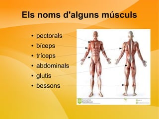 Els noms d'alguns músculs 
● pectorals 
● bíceps 
● tríceps 
● abdominals 
● glutis 
● bessons 
 