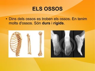 ELS OSSOS 
● Dins dels ossos es troben els ossos. En tenim 
molts d'ossos. Són durs i rígids. 
 