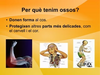 Per què tenim ossos? 
● Donen forma al cos. 
● Protegixen altres parts més delicades, com 
el cervell i el cor. 
 