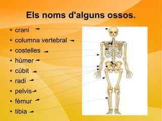 Els noms d'alguns ossos. 
● crani 
● columna vertebral 
● costelles 
● húmer 
● cúbit 
● radi 
● pelvis 
● fèmur 
● tibia 
 
