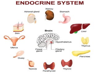 Comprehensive Overview of Endocrine System and Hormonal Mechanisms | PPTX