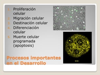 1.   Proliferación
     celular
2.   Migración celular
3.   Destinación celular
4.   Diferenciación
     celular
5.   Muerte celular
     programada
     (apoptosis)


Procesos importantes
en el Desarrollo
 